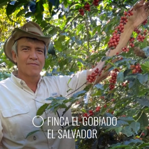 LOT Coffee - Salwador Finca El Gobiado - 250g