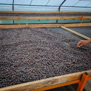 LOT Coffee - Peru, Edison Estela, Geisha- 250g